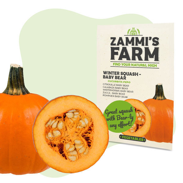 Winter Squash Baby Bear (Cucurbita maxima) – Sementes