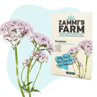 Sementes de valeriana (Valeriana officinalis)