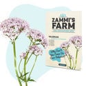 Sementes de valeriana (Valeriana officinalis)