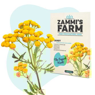 Sementes de tanaceto (Tanacetum vulgare)