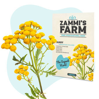 Sementes de tanaceto (Tanacetum vulgare)