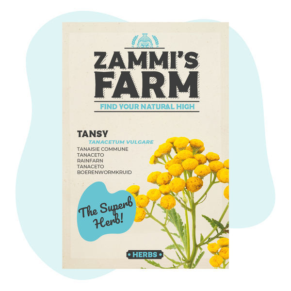 Sementes de tanaceto (Tanacetum vulgare)