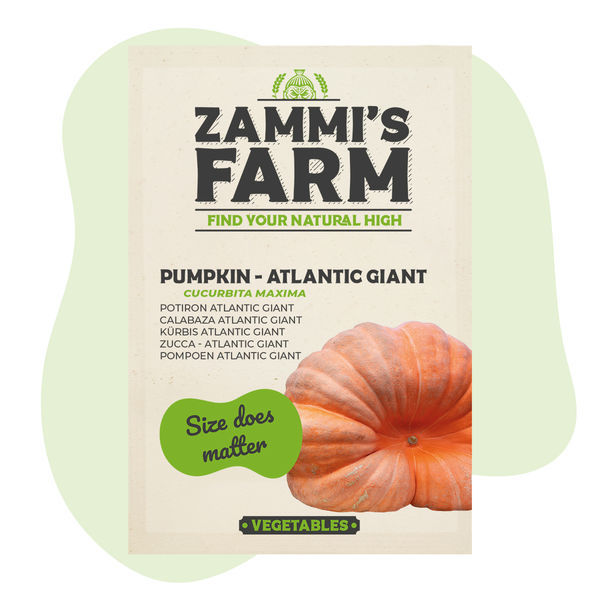 Sementes de abóbora Atlantic Giant (Cucurbita maxima)