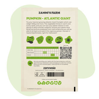 Sementes de abóbora Atlantic Giant (Cucurbita maxima)