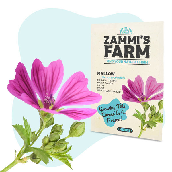 Sementes de Malva (Malva sylvestris)