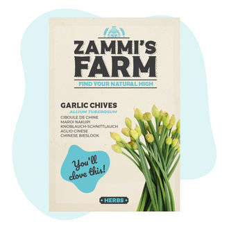 Sementes de cebolo chinesa (Allium tuberosum)