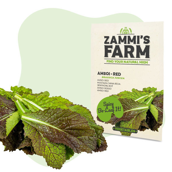 Sementes de Amsoi Vermelho (Brassica juncea var. rugosa)
