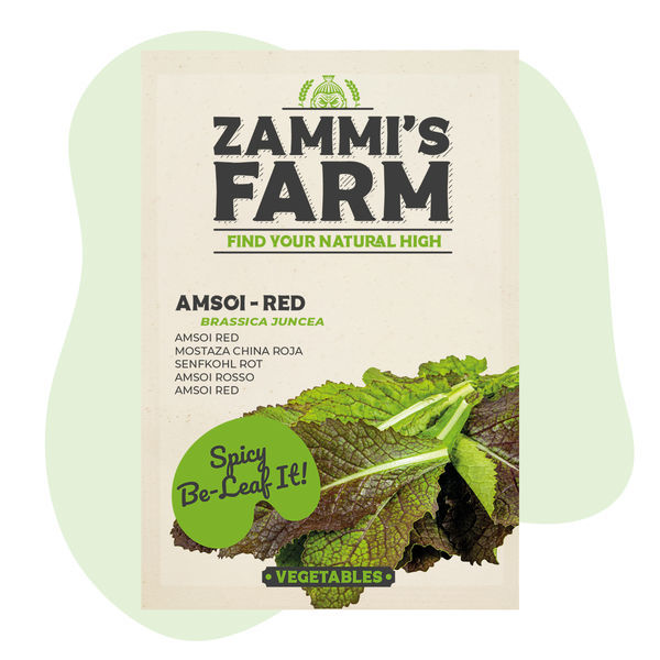 Sementes de Amsoi Vermelho (Brassica juncea var. rugosa)