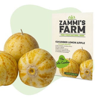Sementes de Pepino Limão Maçã (Cucumis sativus)