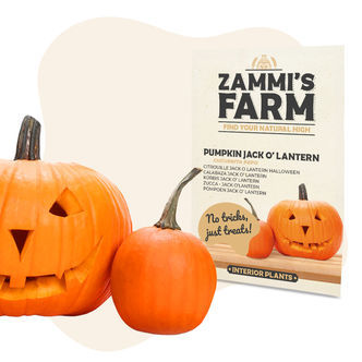 Sementes de abóbora Jack O' Lantern (Cucurbita pepo)