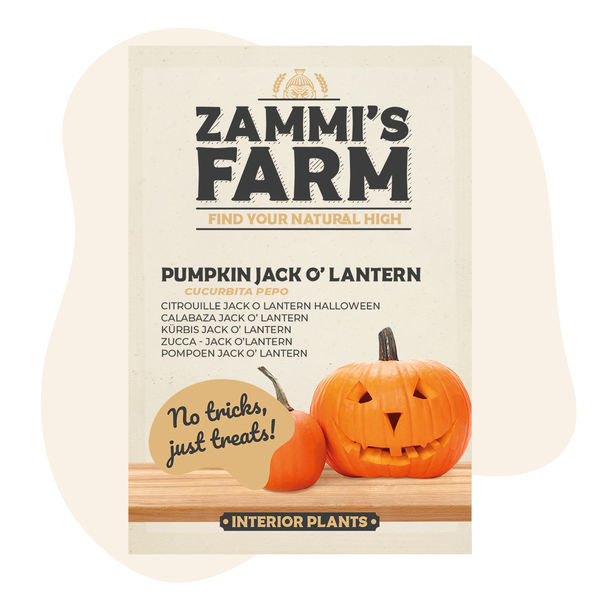 Sementes de abóbora Jack O' Lantern (Cucurbita pepo)