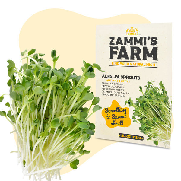 Sementes de rebentos de alfafa (Medicago sativa)