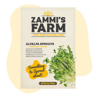 Sementes de rebentos de alfafa (Medicago sativa)