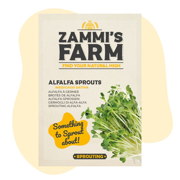 Sementes de rebentos de alfafa (Medicago sativa)