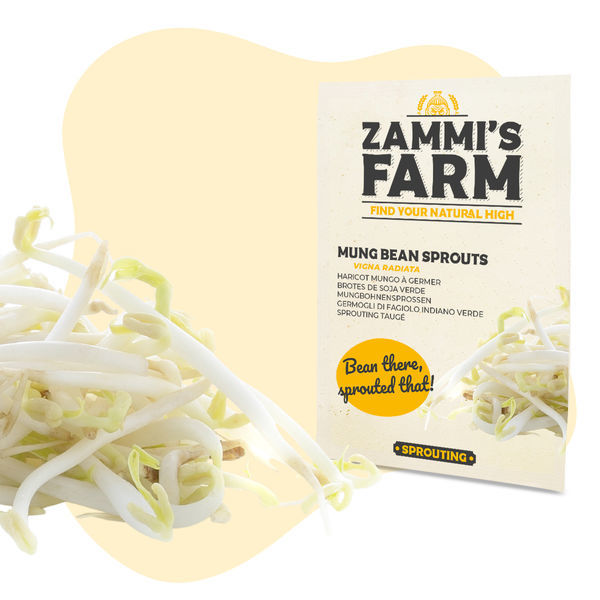 Sementes de rebentos de feijão mungo (Vigna radiata)