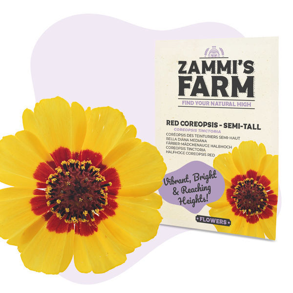 Coreopsis vermelho (Coreopsis tinctoria) semi-alto