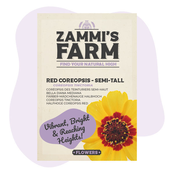 Coreopsis vermelho (Coreopsis tinctoria) semi-alto