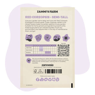 Coreopsis vermelho (Coreopsis tinctoria) semi-alto