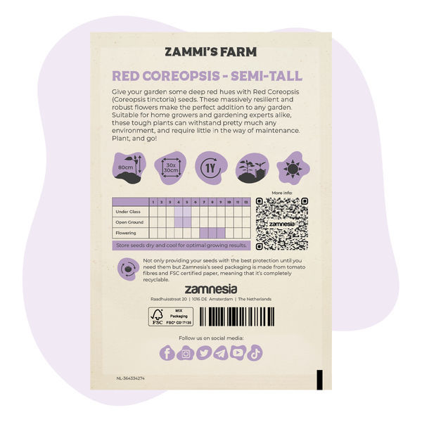 Coreopsis vermelho (Coreopsis tinctoria) semi-alto