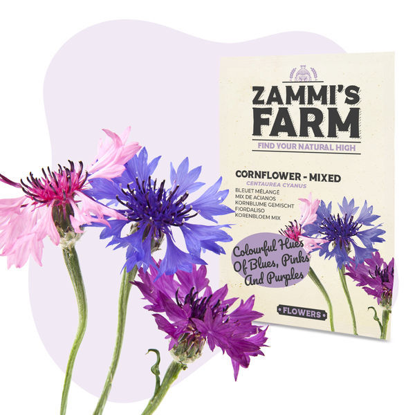 Sementes de centáurea 'Mista' (Centaurea cyanus)