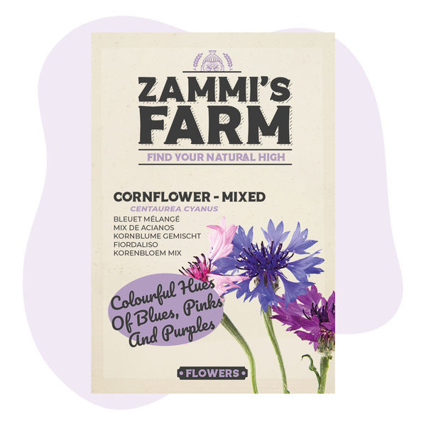 Sementes de centáurea 'Mista' (Centaurea cyanus)