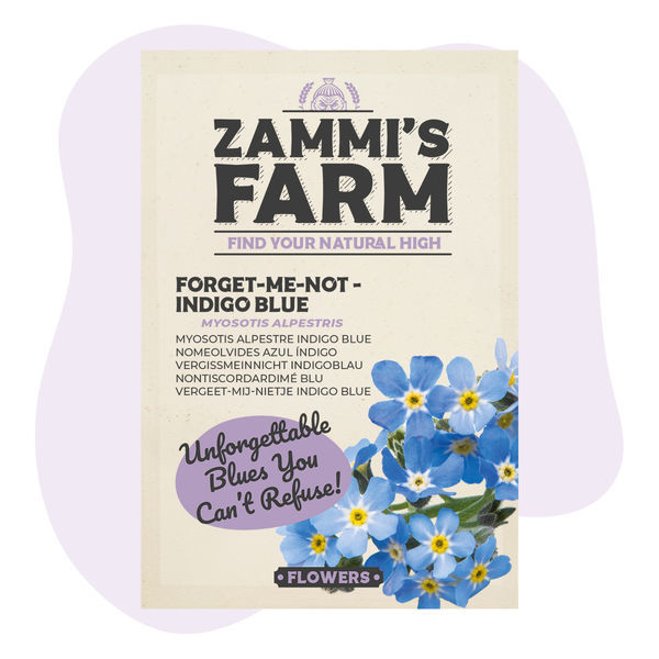 Sementes de myosotis alpestris 'Indigo Blue' (Não-me-esqueças)