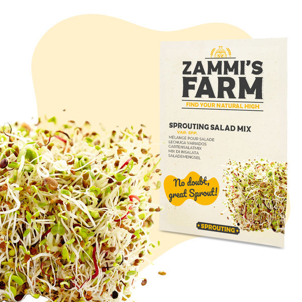 Sementes para mistura de saladas germinadas