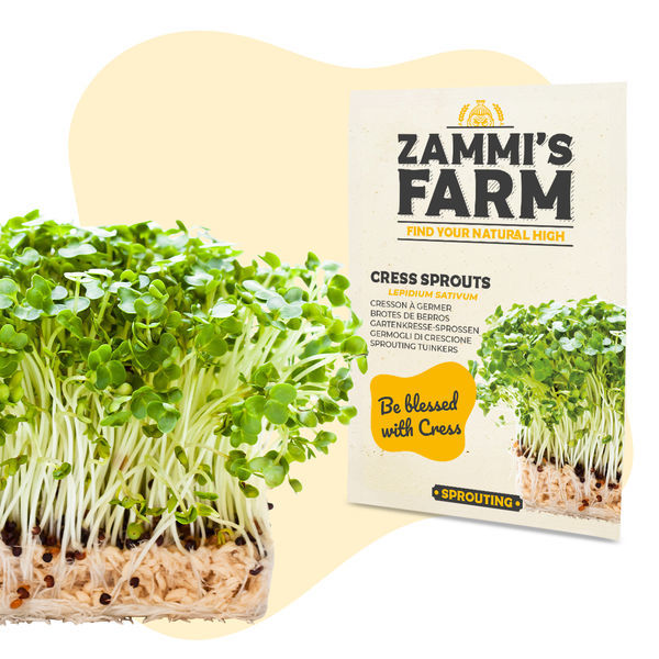 Sementes de brotos de agrião (Lepidium sativum)