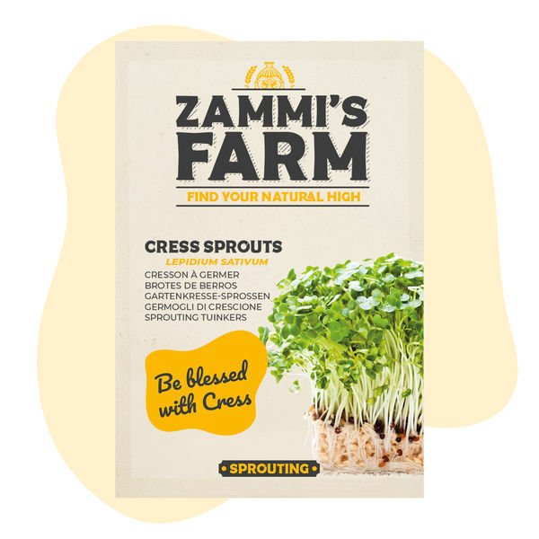 Sementes de brotos de agrião (Lepidium sativum)