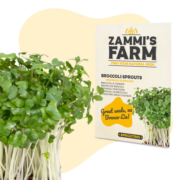 Sementes de brócolos (Brassica oleracea)