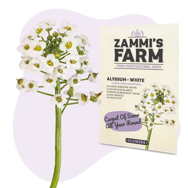 Sementes de Alyssum (Lobularia maritima)