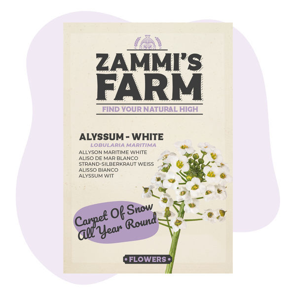 Sementes de Alyssum (Lobularia maritima)