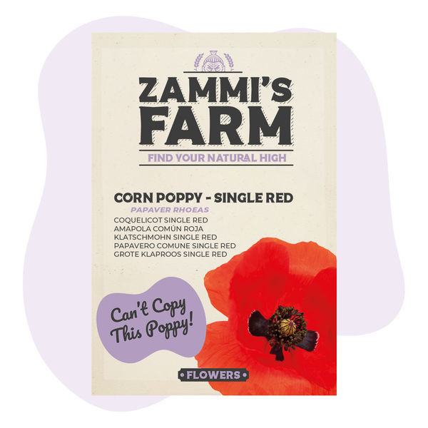 Sementes de papoila 'Single Red' (Papaver rhoeas)