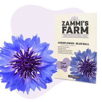 Sementes de centáurea 'Blue Ball' (Centaurea cyanus)