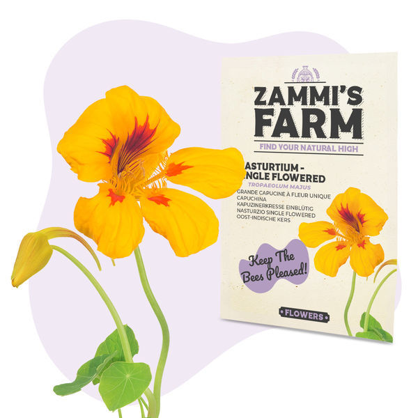 Sementes de capuchinha 'Single Flowered' (Tropaeolum majus)