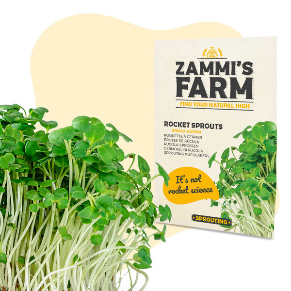 Sementes de rúcula (Eruca sativa)