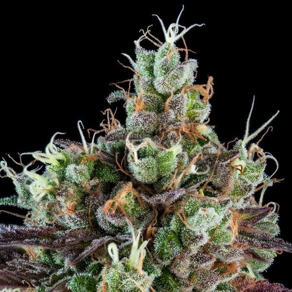 Sour Ripper (Ripper Seeds) Feminizada