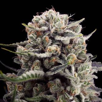 B-45 da Booba (Silent Seeds) feminizada