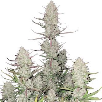 Tropicana Cookies Auto (FastBuds) feminizada