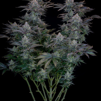 Gorilla Cookies FF (FastBuds) feminizada