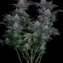 Gorilla Cookies FF (FastBuds) feminizada