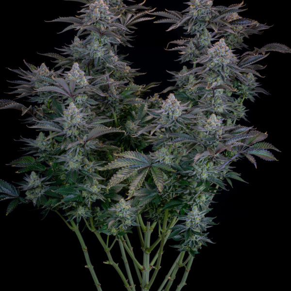 Gorilla Cookies FF (FastBuds) feminizada