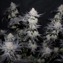 Tropicana Cookies FF (FastBuds) feminizada