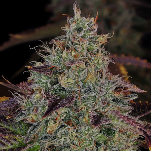 Jealousy (Zamnesia Seeds) feminizada