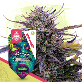 Jealousy (Zamnesia Seeds) feminizada