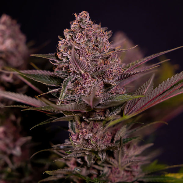 Biscotti (Zamnesia Seeds) feminizada