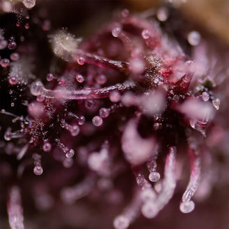 Biscotti (Zamnesia Seeds) feminizada