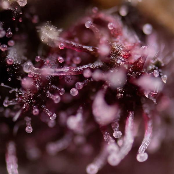 Biscotti (Zamnesia Seeds) feminizada