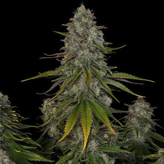 Strawberry Cough (Zamnesia Seeds) feminizada