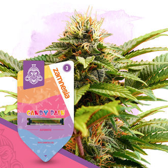 Candy Rain Autoflower (Zamnesia Seeds) feminizada
